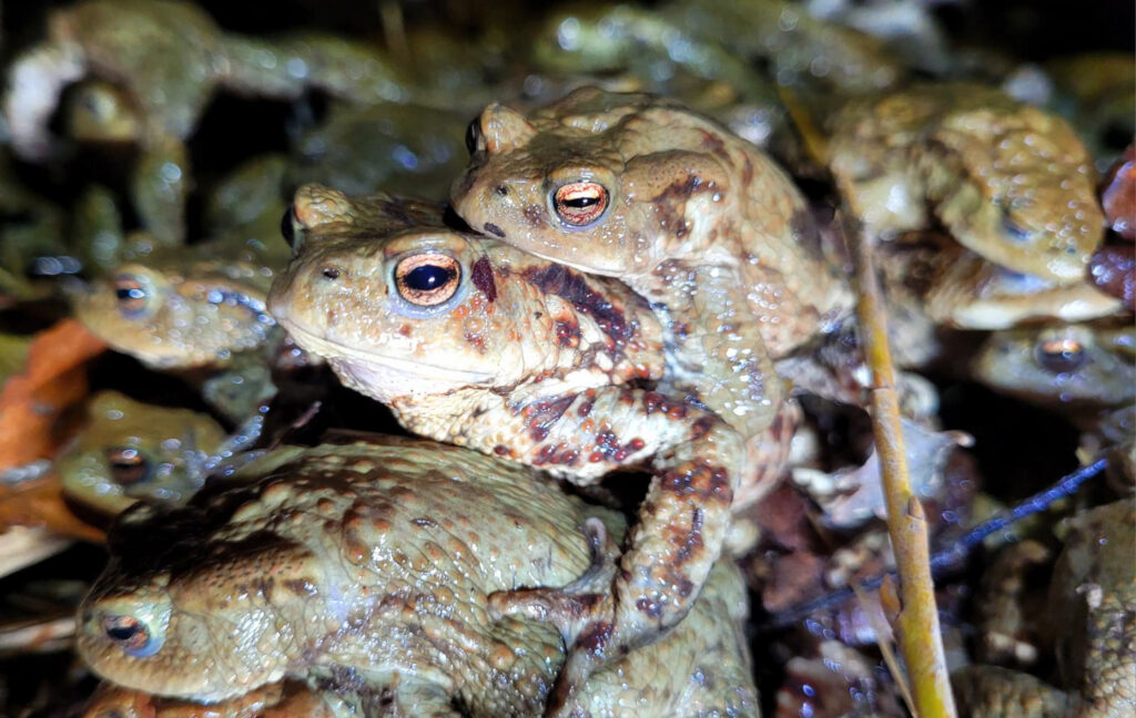Mehrere Kröten dicht beieinander im feuchten Gras