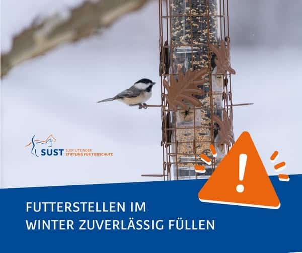 Tannenmeise an Vogelfutterstelle