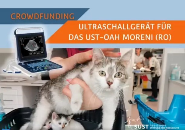 Katze, die für ihren Untersuch ein Ultraschallgerät benötigt.