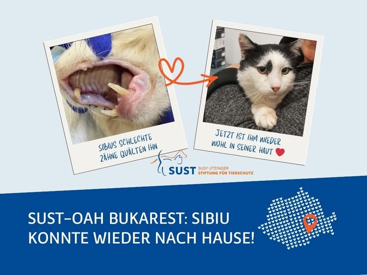 Maul von Kater Sibiu