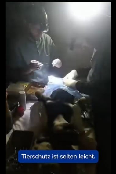 Tierarzt operiert mit Stirnlampe einen Hund.