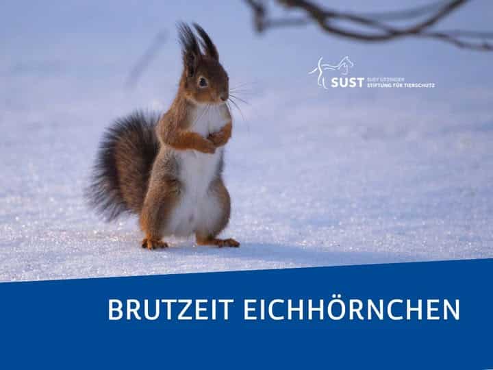 Eichhörnchen auf Schnee