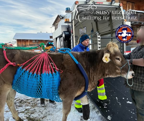 Rind Fanta in Bergungsnetz gesichert