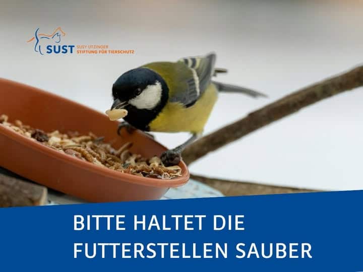 Kohlmeise an Futterstelle