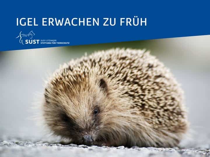 Kleiner Igel