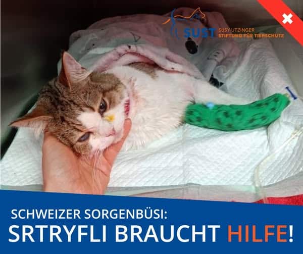 Kater Stryfli mit Infusion in Pflegebox.