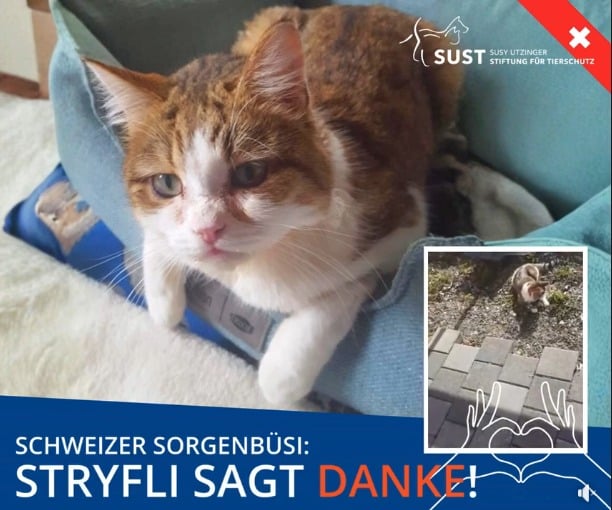 Kater Stryfli liegt in Kuschelbett. Kleines Bild: Stryfli spielt mit Reizangel.