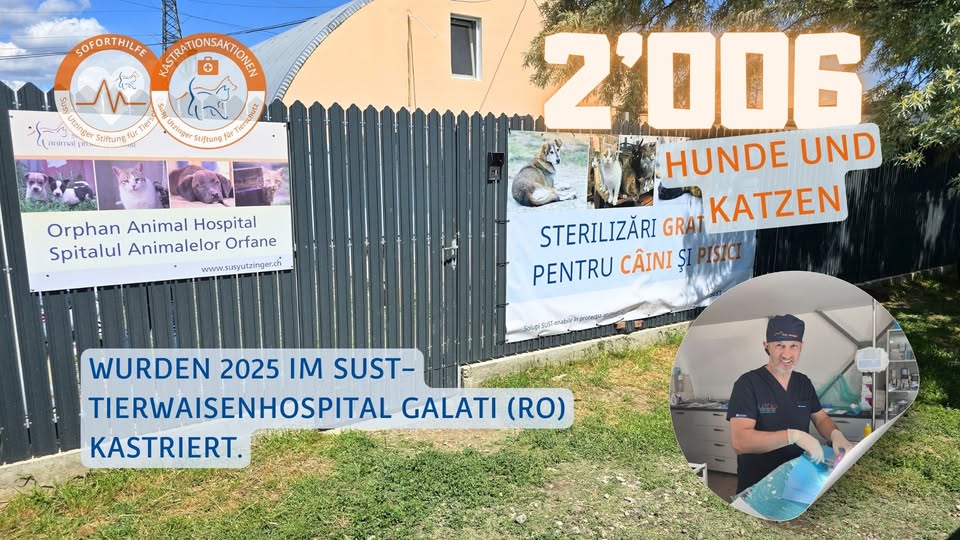 Tierarzt Dr. Dan bei Kastrationseingriff