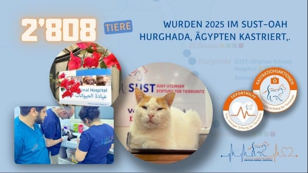 Tierärzte bei einer Kastration und eine zufriedene Katze.