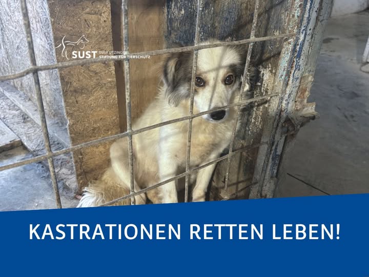 Hund in Zwinger
