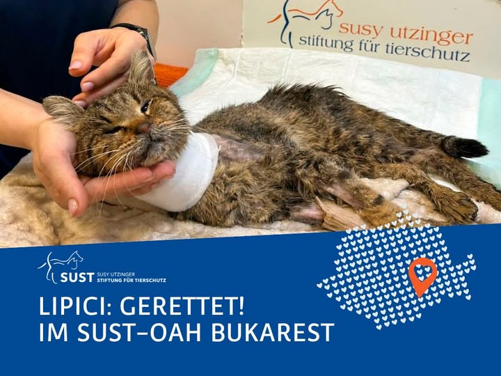 Katze Lipici auf Wäremdecke.