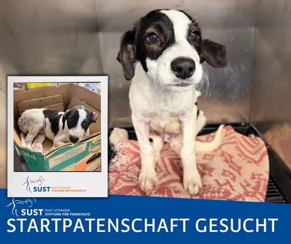 Weiss / schwarzer Hundewelpe.