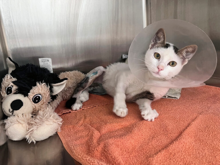 Katze mit Halskrause nach einer Behandlung im SUST-Tierwaisenhospital