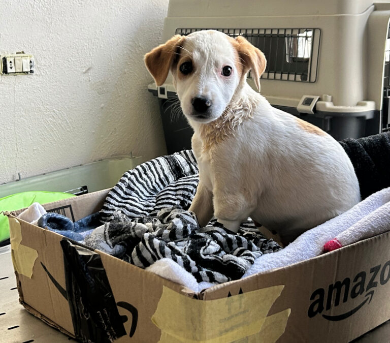 Hundewelpe in einer Kartonschachtel mit Decke