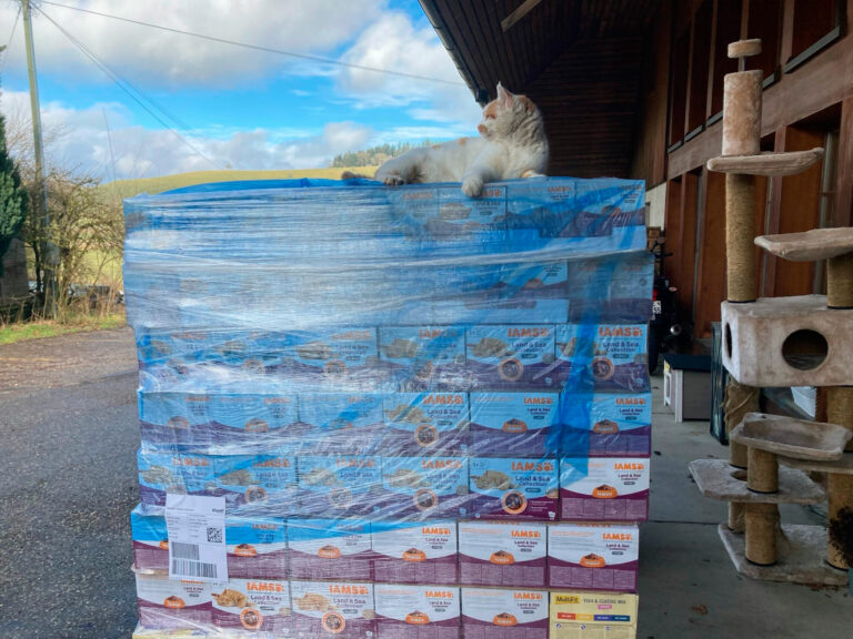 Katze sitzt auf einer Palette mit Tierfutter