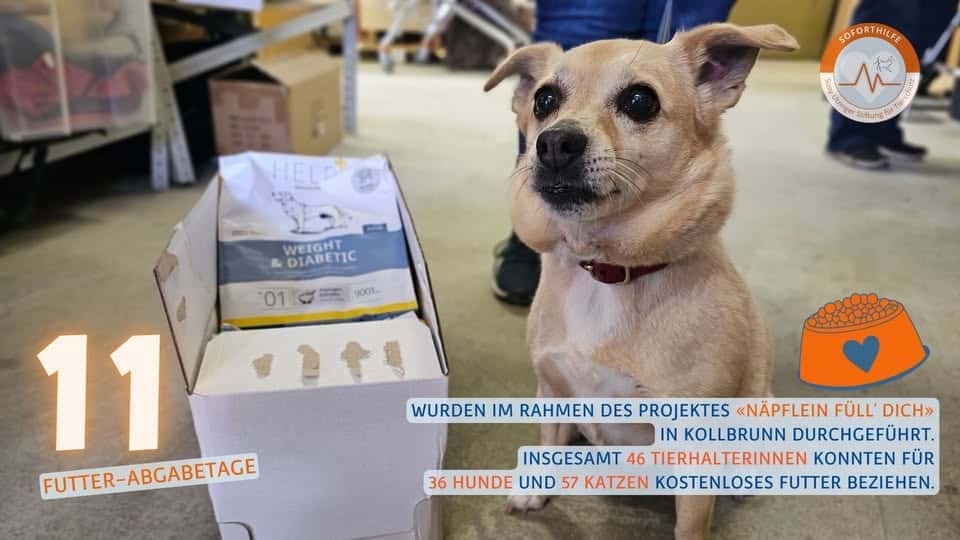 Hund bei Futterabgabe