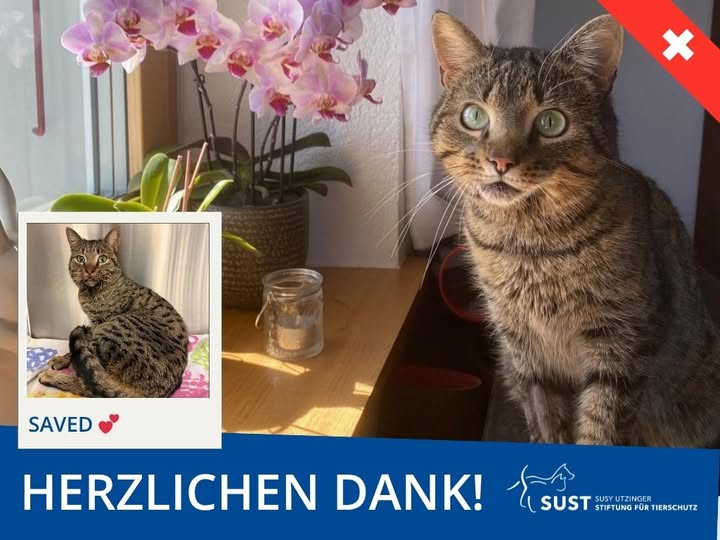 Der herzige Fundkater aus Eriswil, mit wiederhergestelltem Kiefer.
