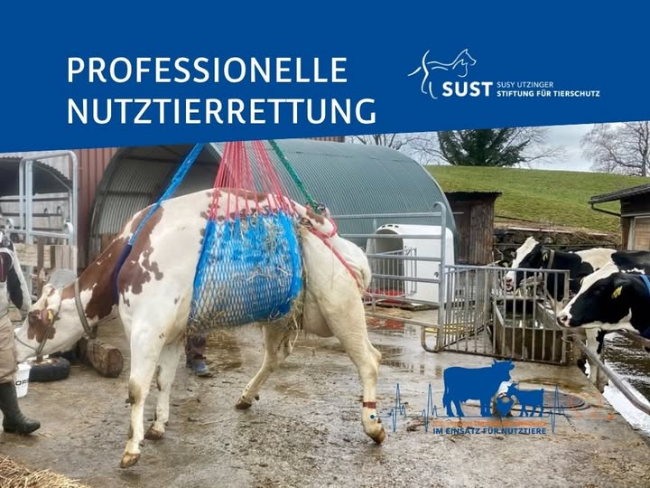 Kranke Kuh im Tier-Bergungs- und Transportnetz