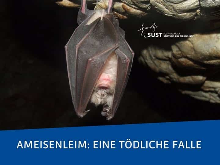Hängende Fledermaus