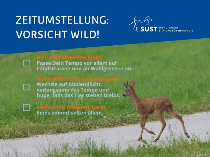 Ein Reh überquert eine Strasse.