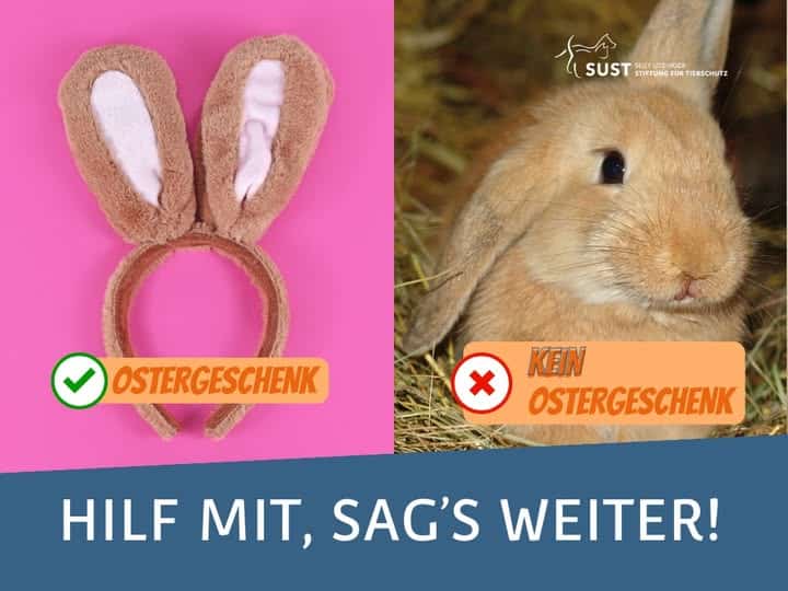 Stoffhasenohren - Geschenk Kaninchen - kein Geschenk