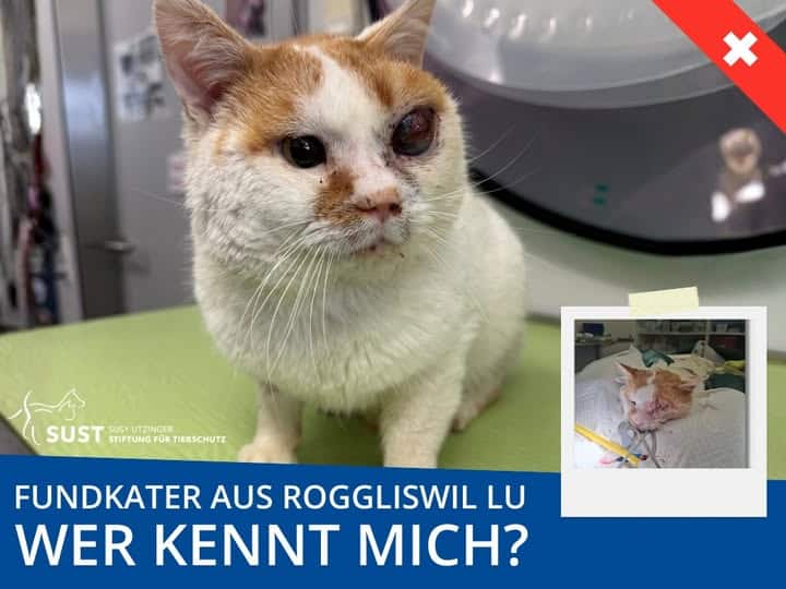 Fundkater mit geschwollenem und verletztem Auge.