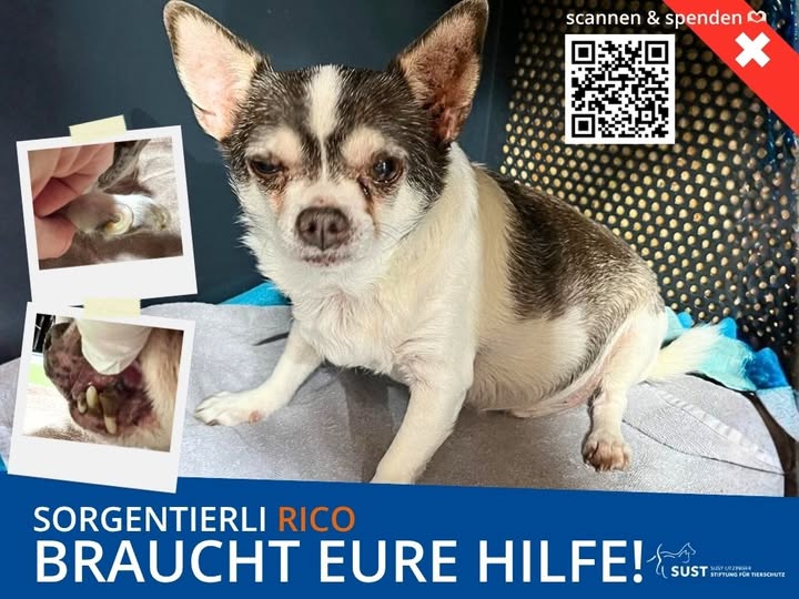 Sorgentierli Rico in Pfelgebox