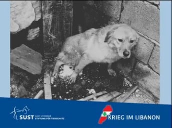 Verängstigter Hund in Gebäuderuine