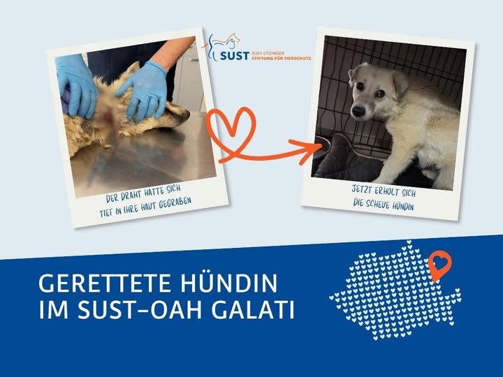 Vorher-Nachher Bild von geretteter Hündin.