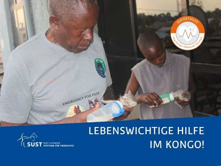 2 Tierpfleger füttern 2 Babykatzen mit Flasche