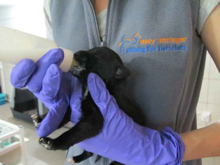 2016 - 05.16 - Patient Tierwaisenhospital Arbeitswoche