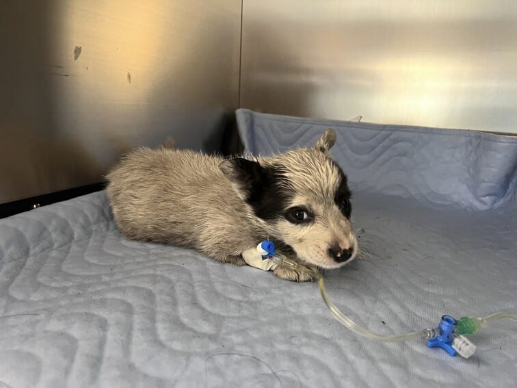 2024 OAH Tierwaisenhospital Galati