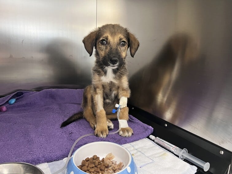 2024 OAH Tierwaisenhospital Galati