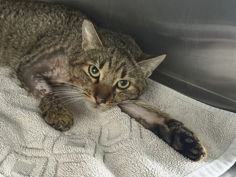 S2026628, der vielleicht auch ein neues Projekt sein könnte, kam vor dem Treffen herein. In sehr schlechtem Zustand ... ein paar Tage mehr draußen und er wäre tot. Hatte Bisswunden unter der Achselhöhle, die voll mit Eiter waren, nach H und T geht es ihm schon besser, aber er ist nicht so freundlich, dass ich mit seiner Pfote besser ein Foto machen kann als ich es tat.