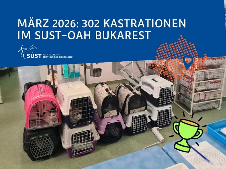Katzen in Transportboxen, die auf ihre Kastration warten.