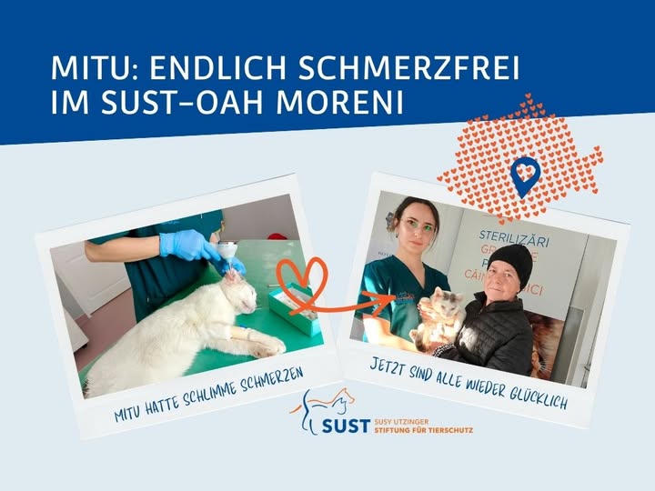 Kater Mitu bei seiner Behandlung und danach wieder in den Armen der glücklichen Besitzerin.