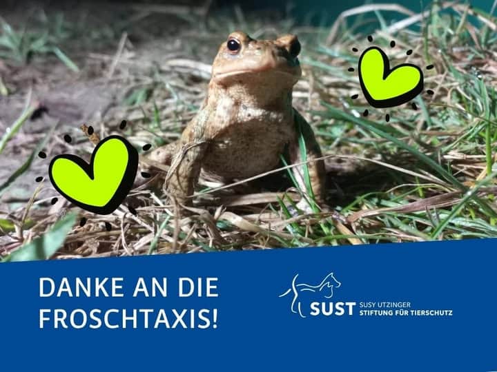 Gerettete Erdkröte in Gras.