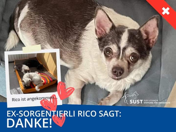 Ex-Sorgentierli Rico in seinem neuen Zuhause.