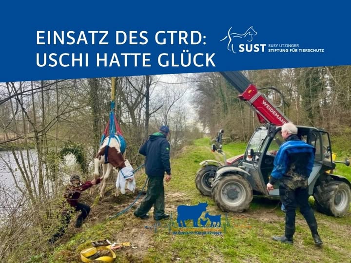 Kuh Uschi wird im Tierbergungsnetz von der Thur geborgen.