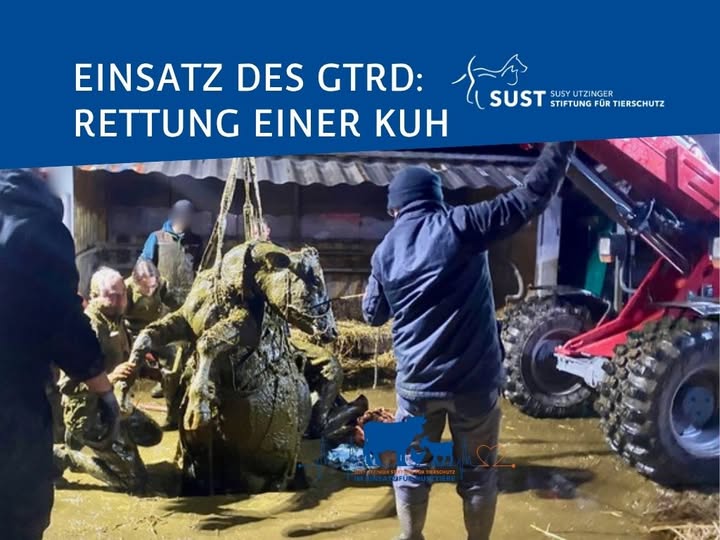 Kuh in Sicherungsgeschirr bei Rettung aus Jauchgrube.