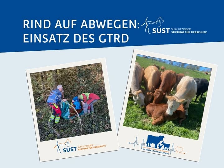 Junges Rind bei der Rettung und wieder in Obhut bei ihrer Herde.