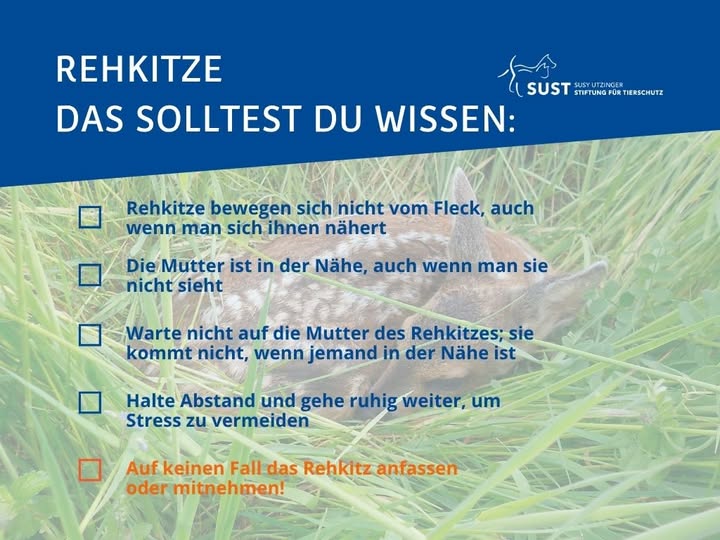 Rehkitz in Wiese