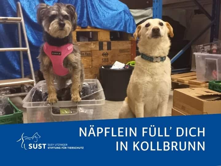 2 süsse Hunde im Futterlager von Kollbrunn.