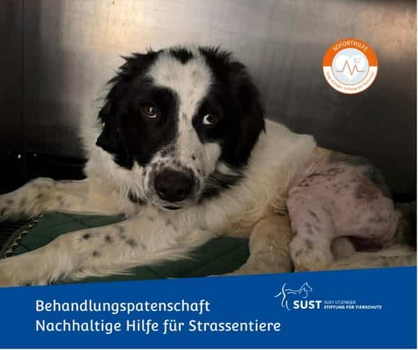 Junger Rüde nach Operation.