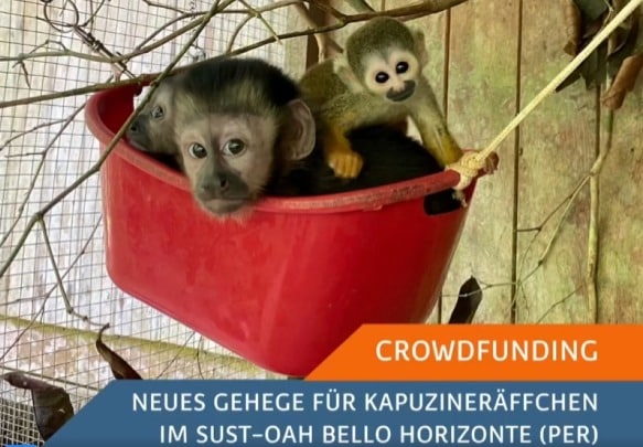 Drei Kapuzineräffchen in einem Gehege.