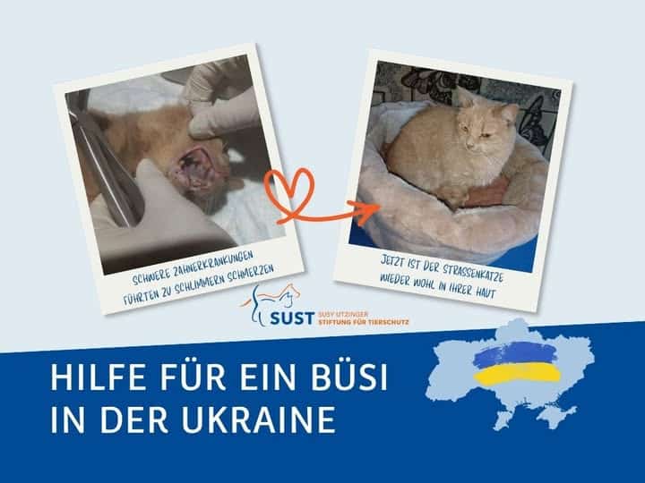 Vorher / Nachher Bild von ukrainischem Strassenbüsi.