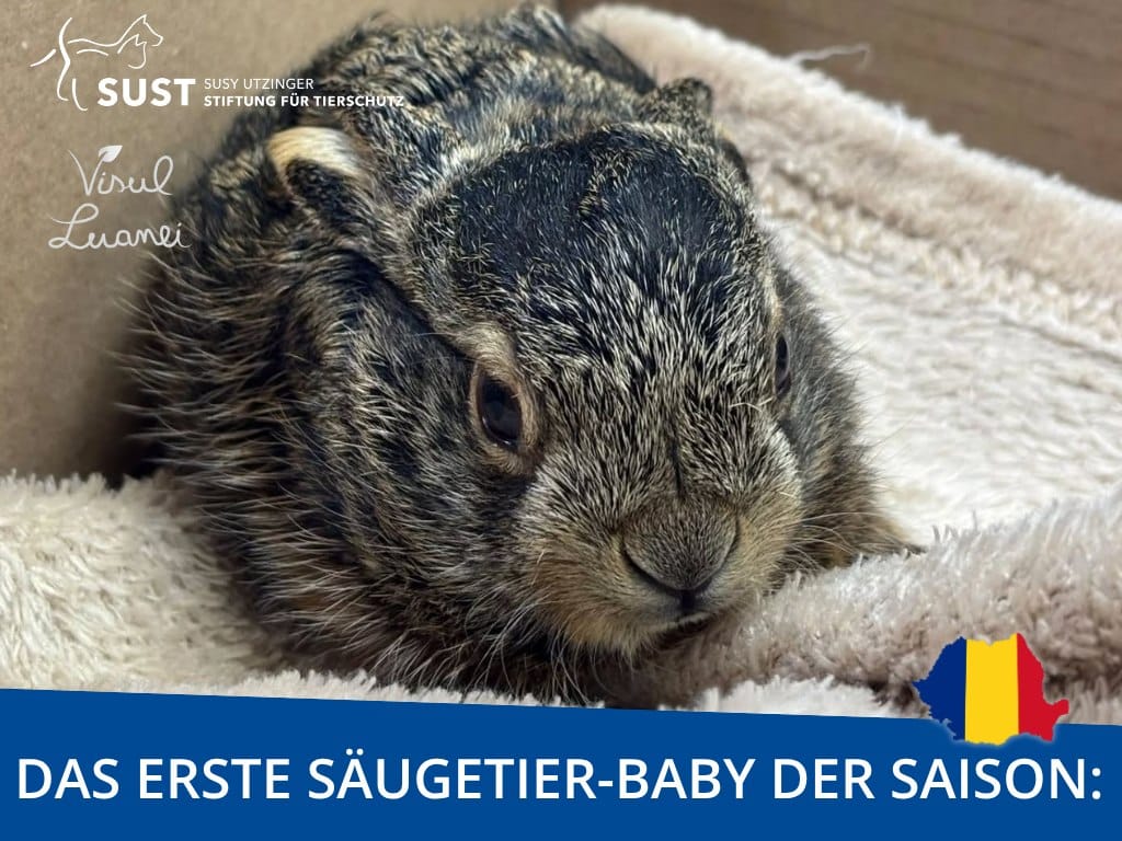Junger Feldhase in Ersatznest.