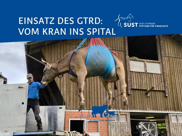 Kuh wird mit Kran in Transporter geladen.