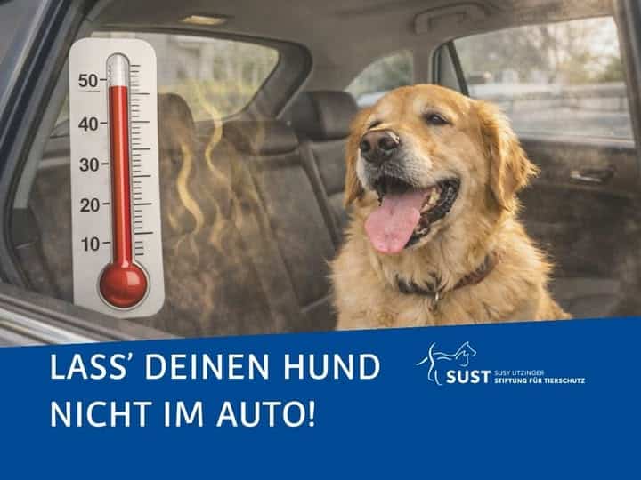 Hechelnder Hund in Auto.