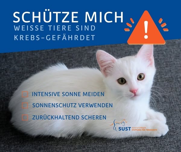 Infopic: Junge weisse Katze